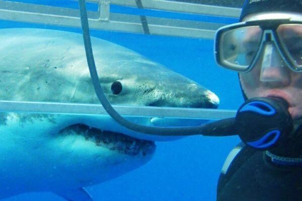 White Shark Diving Company