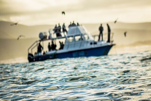 White Shark Diving Company
