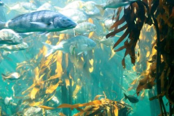 White Shark Diving Company