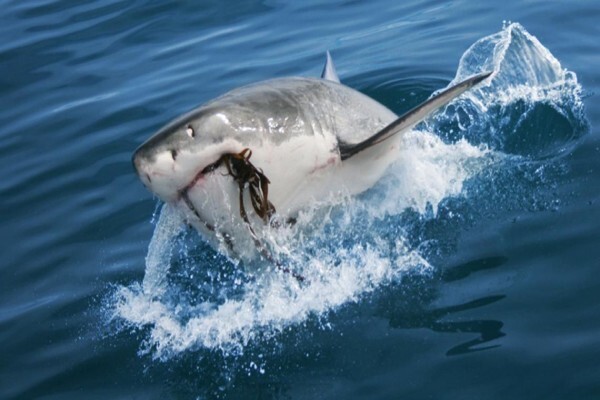 White Shark Diving Company