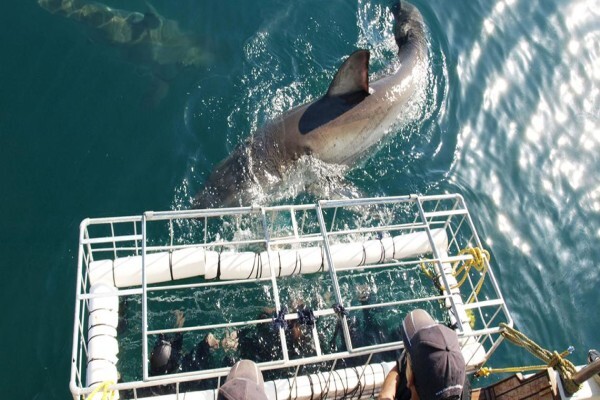 White Shark Diving Company