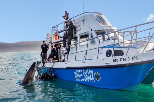 White Shark Diving Company