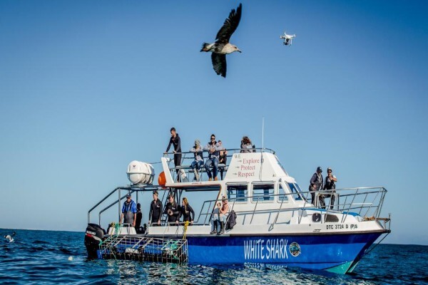White Shark Diving Company