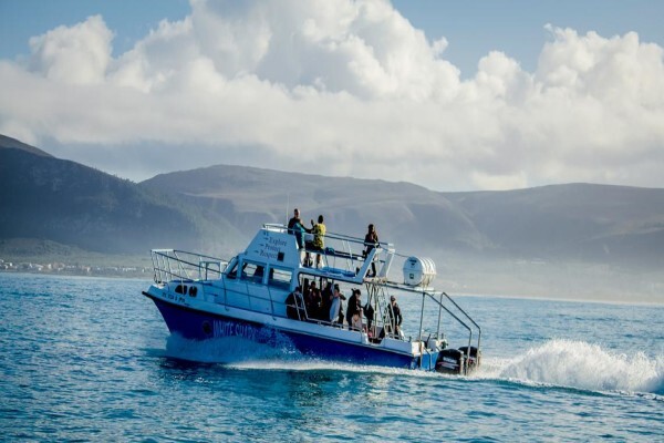 White Shark Diving Company