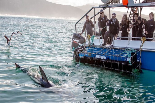 White Shark Diving Company