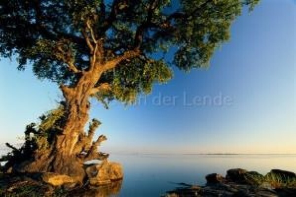 Delende