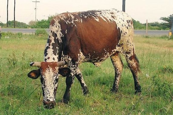 Nguni Home Decor