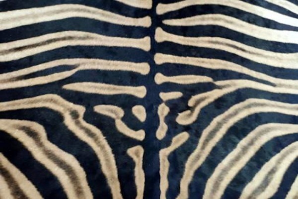 Nguni Home Decor