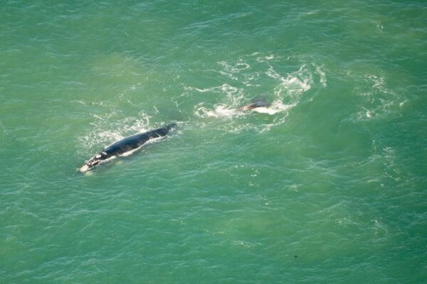 Cape Town Helicopters