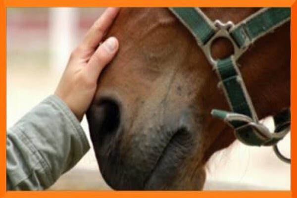 Chrysalis Equine Therapy