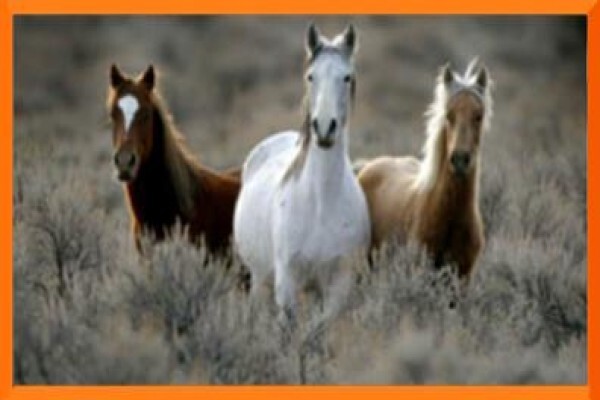 Chrysalis Equine Therapy