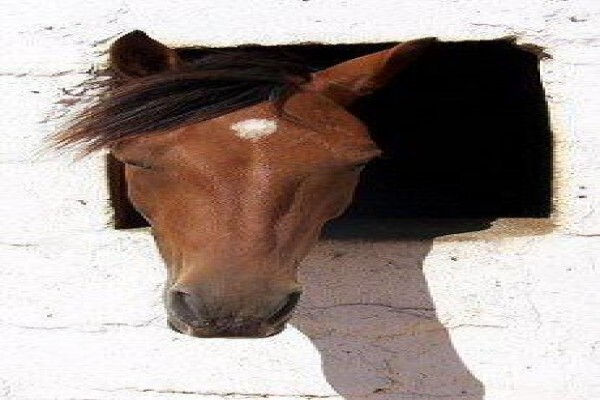 Equine Bowen Therapy S.A.