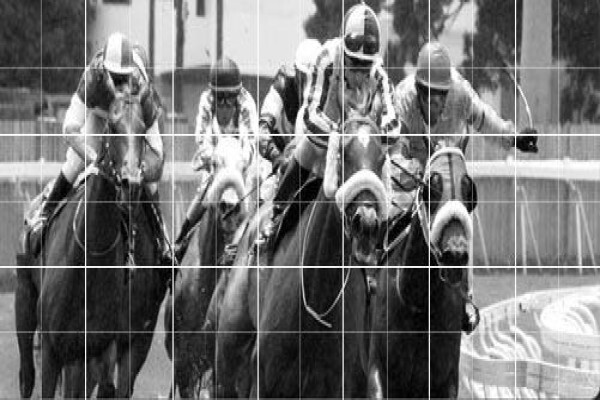 Equine