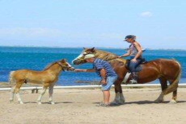 Equine Bowen South Africa