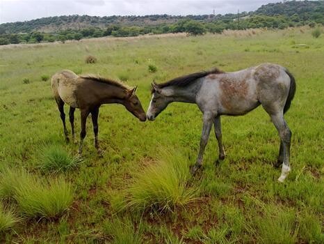 Horse Sense