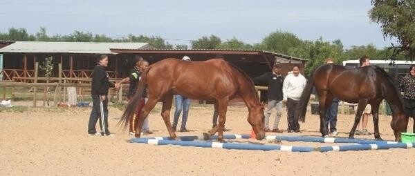 Ashalata Equine Therapy