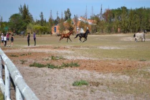 Ashalata Equine Therapy