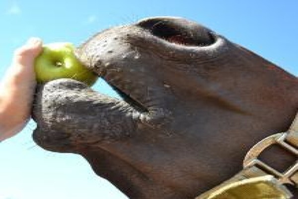Ashalata Equine Therapy
