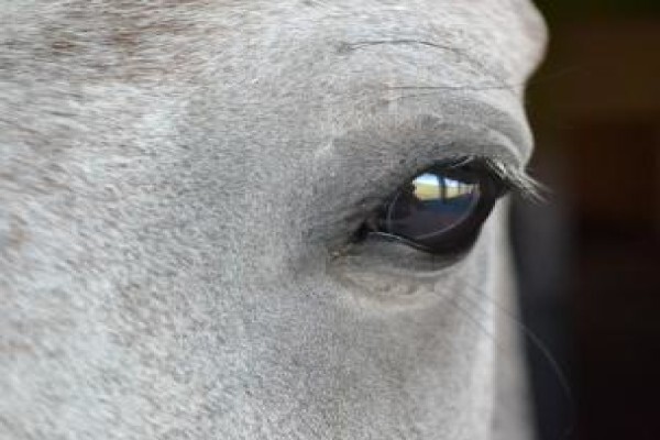 Ashalata Equine Therapy