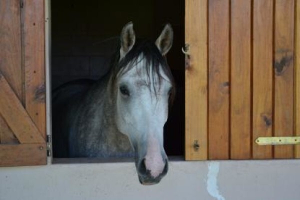 Ashalata Equine Therapy