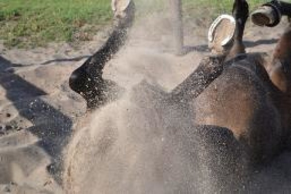 Ashalata Equine Therapy