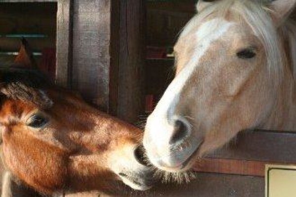 Ashalata Equine Therapy