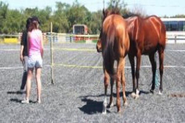 Ashalata Equine Therapy
