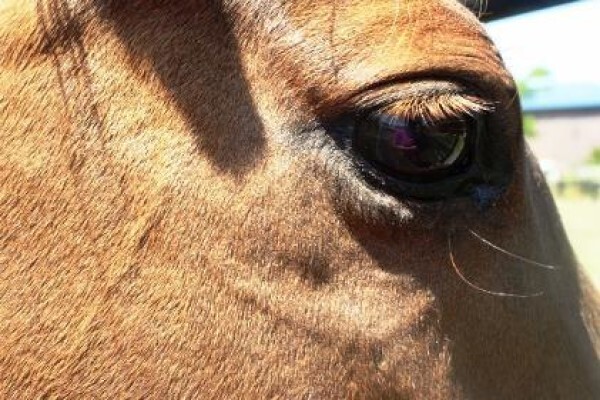 Ashalata Equine Therapy