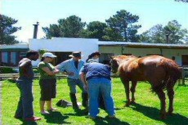 Equine Bowen South Africa