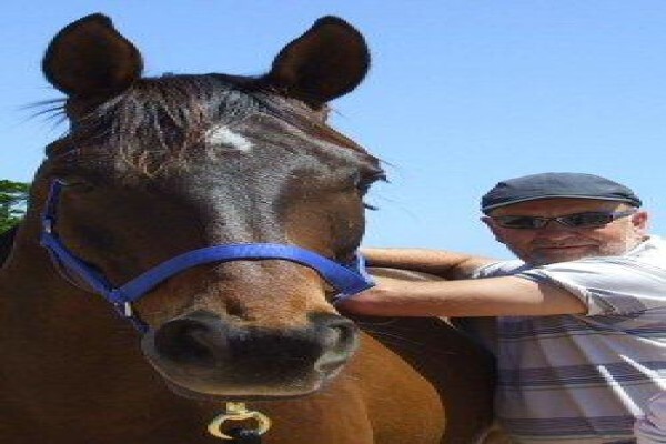 Equine Bowen Therapy S.A.