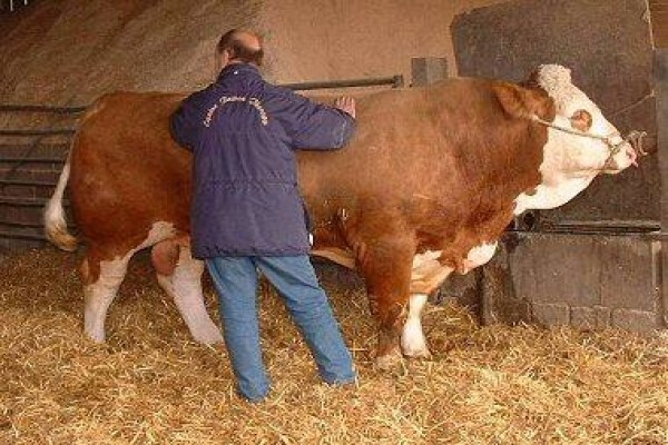 Equine Bowen Therapy S.A.