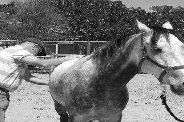 Equine Bowen Therapy S.A.