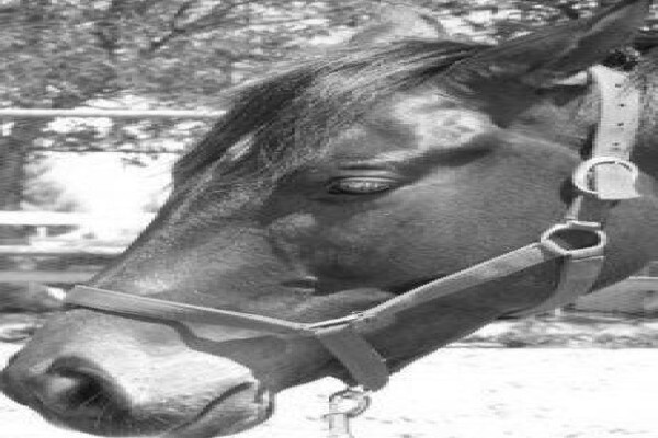 Equine Bowen Therapy S.A.