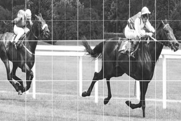 Equine