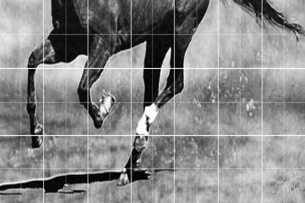 Equine