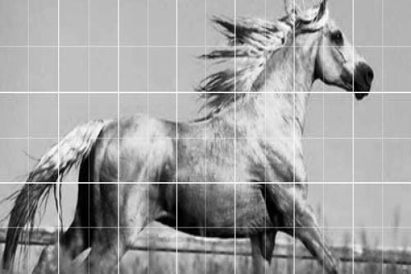 Equine