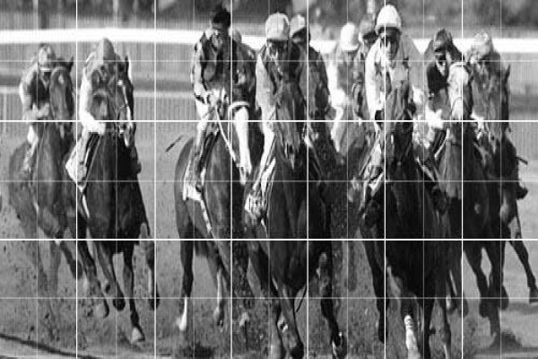 Equine