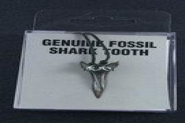 Ocean Fossils
