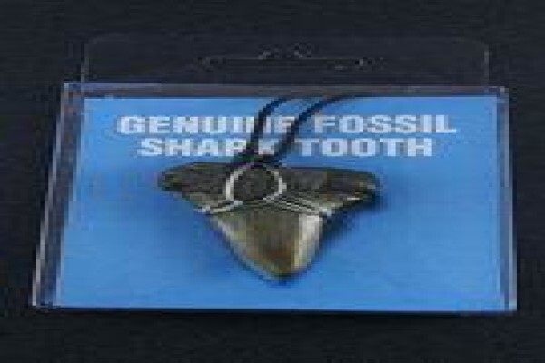 Ocean Fossils