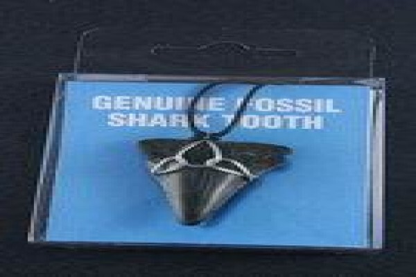 Ocean Fossils