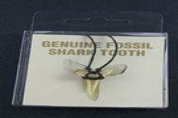 Ocean Fossils