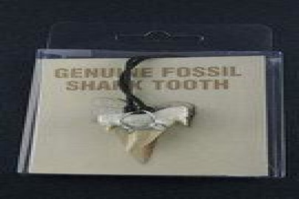 Ocean Fossils