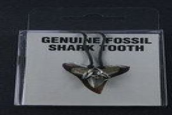 Ocean Fossils