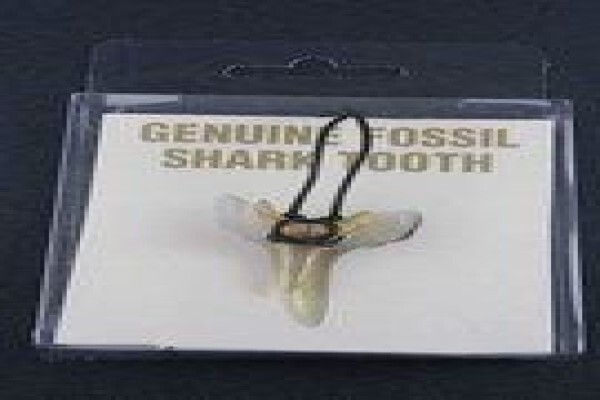 Ocean Fossils