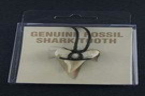 Ocean Fossils