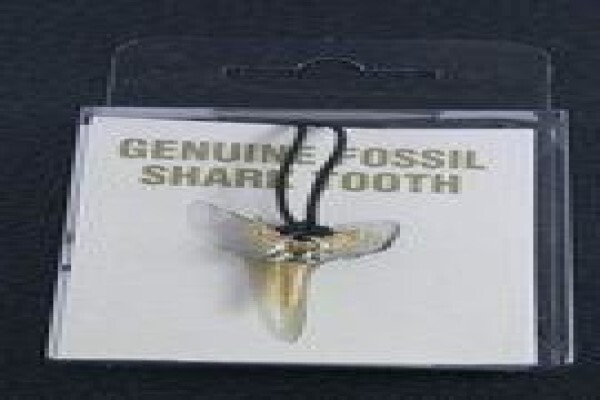 Ocean Fossils