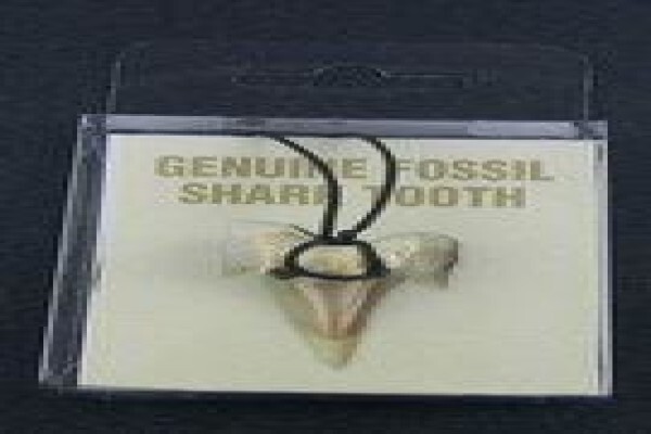 Ocean Fossils