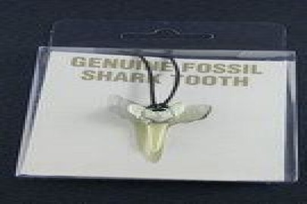 Ocean Fossils