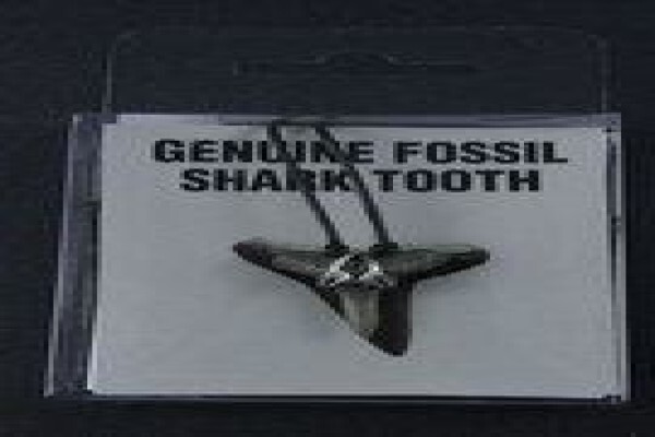 Ocean Fossils