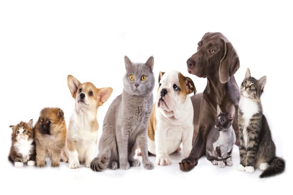 Pet Supplies